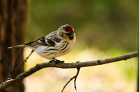 Hoary Redpoll