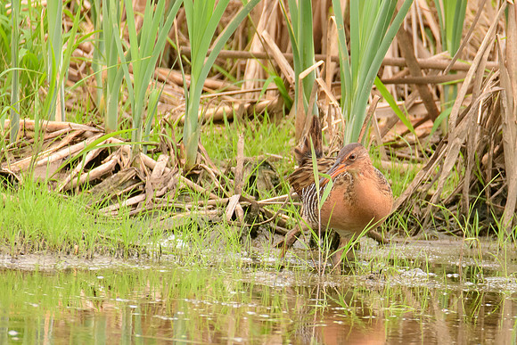 King Rail