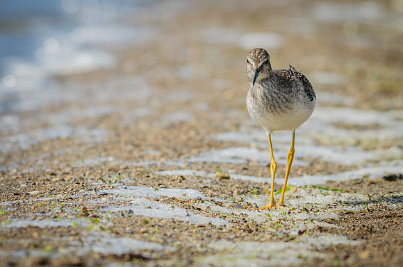 Lesser Yellowlegs
