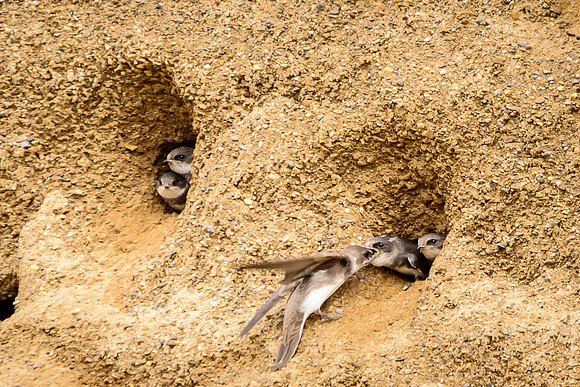Bank Swallow