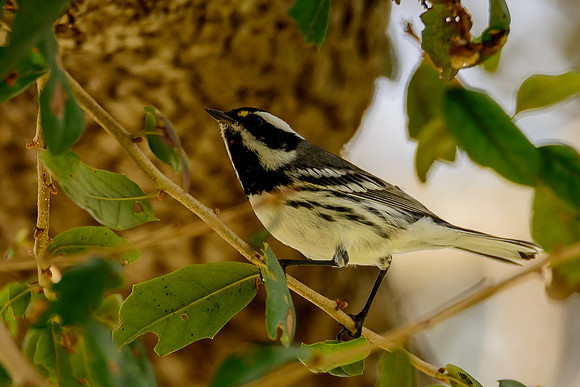 Black-throated Gray Warbler