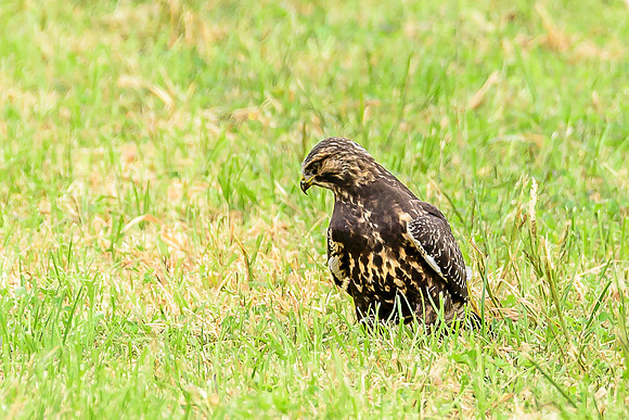 Swainson's Hawk