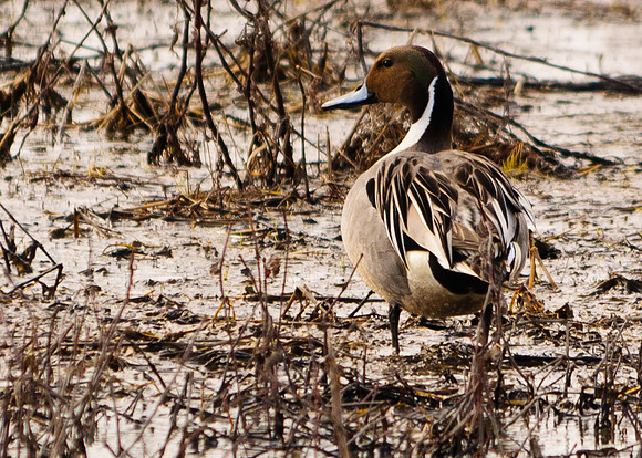 Northern Pintail; Big Island Wildlife Area, Marion Ohio