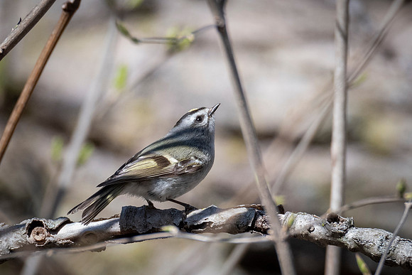Gold-crowned Kinglet