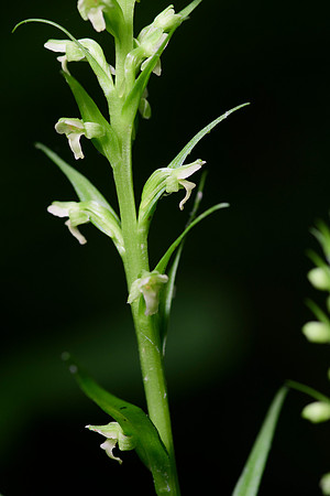Northern Tubercled Orchid