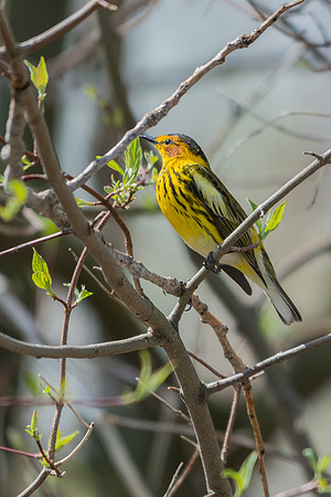 Cape May Warbler