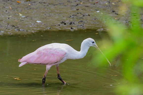 Roseate Spoonbill