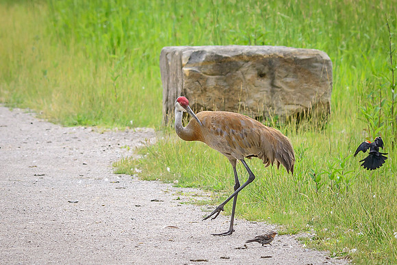 Male Sandhill Crane
