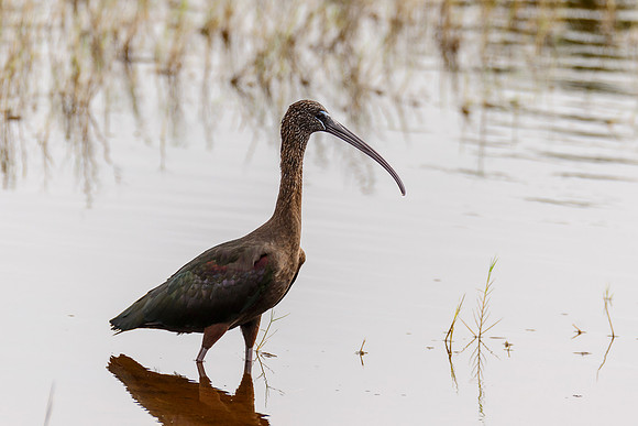 Glossy Ibis