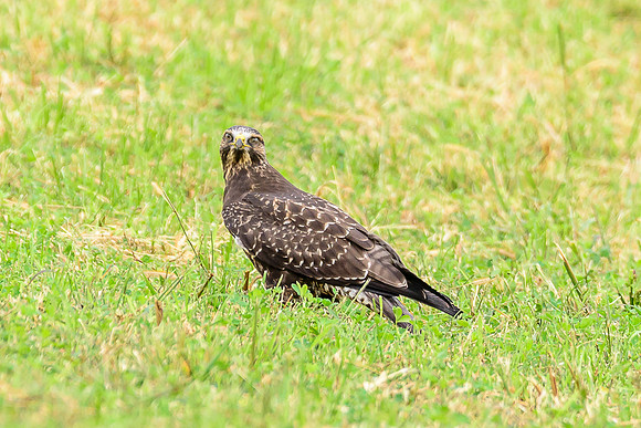 Swainson's Hawk
