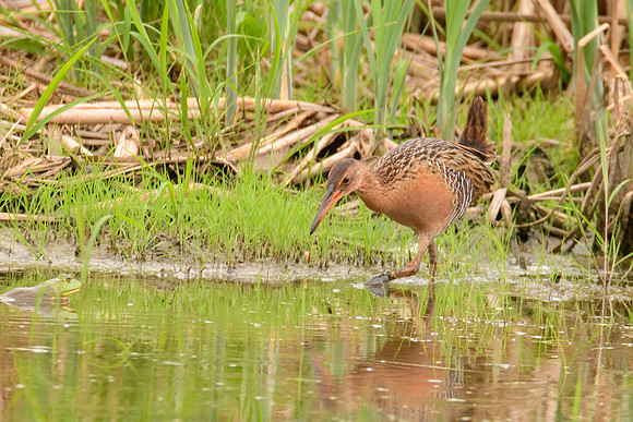 King Rail