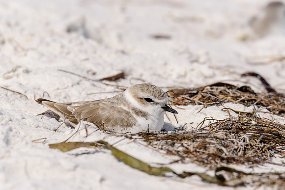 Snowy Plover