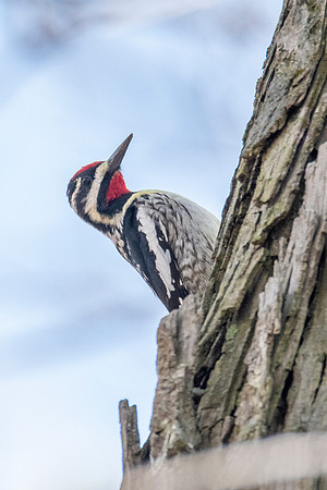 Yellow-bellied Sapsucker