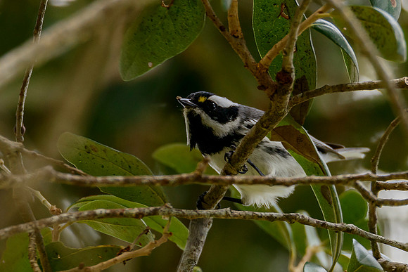 Black-throated Gray Warbler