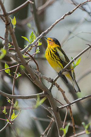 Cape May Warbler