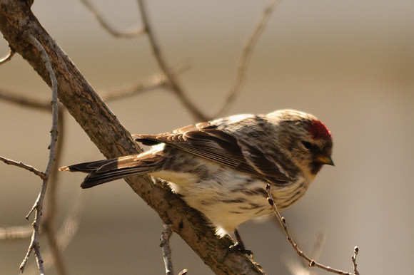 Female Hoary Redpoll Larue Ohio