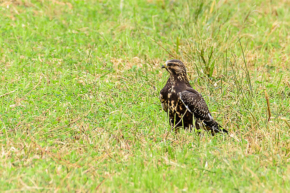 Swainson's Hawk