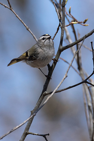 Gold-crowned Kinglet