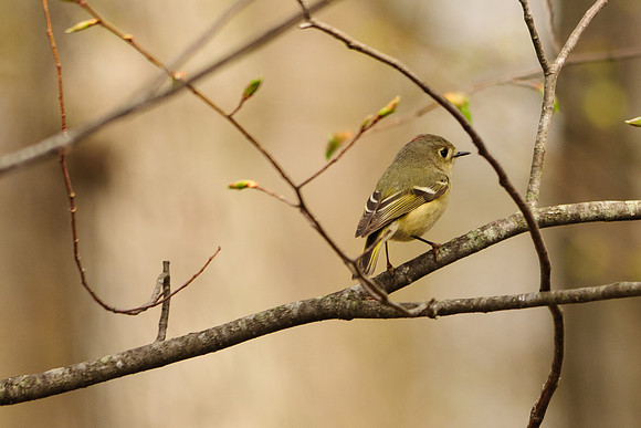 Ruby Crowned Kinglet; Lawrence Woods, Kenton OH
