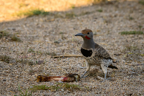 Gilded Flicker