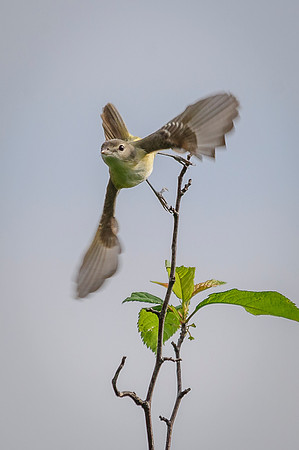 Bell's Vireo; Big Island Wildlife Area, Marion Ohio
