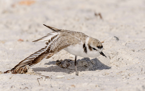 Snowy Plover