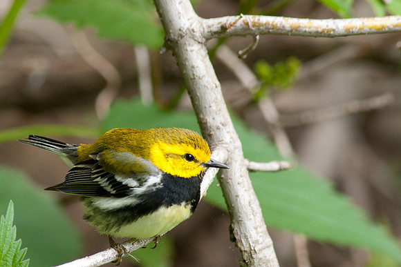Black-throated Green, Magee Marsh; Ohio