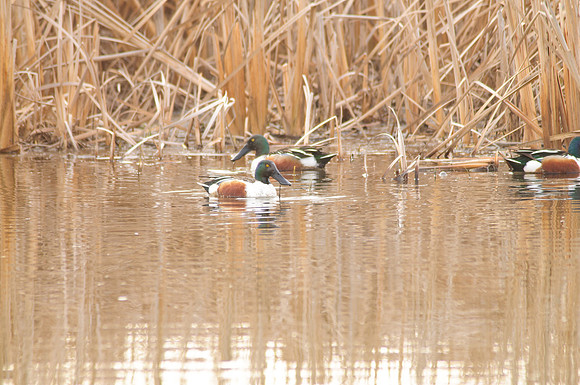 Northern Shoveler
