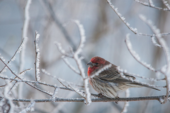 House Finch