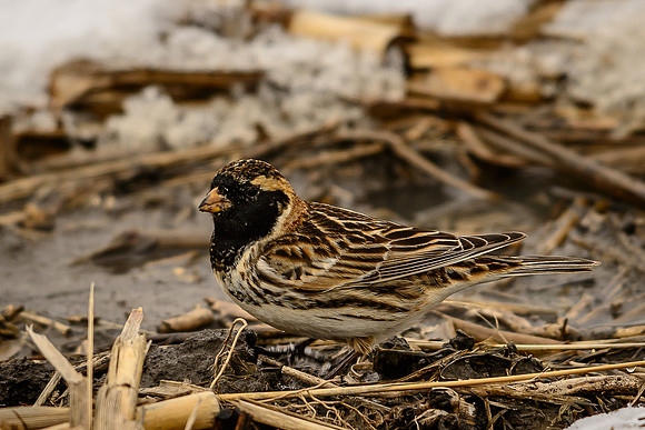 Lapland Longspur