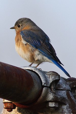 Blue Bird; Ohio