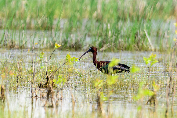 Glossy Ibis