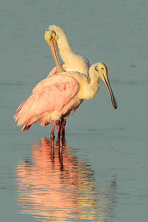 Roseate Spoonbill