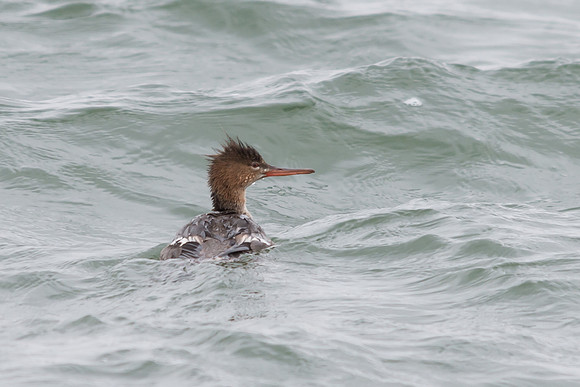 Red Breasted Merganser