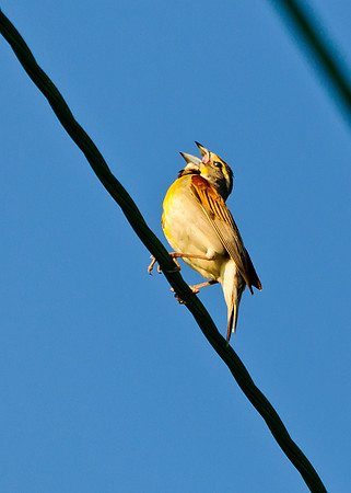 Dickcissel