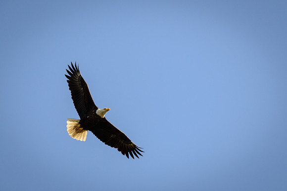 Bald Eagle