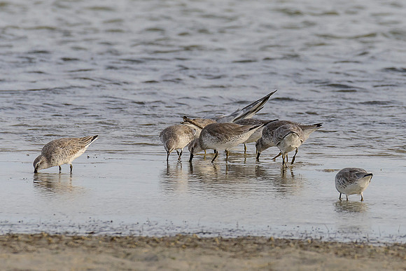 Red Knot