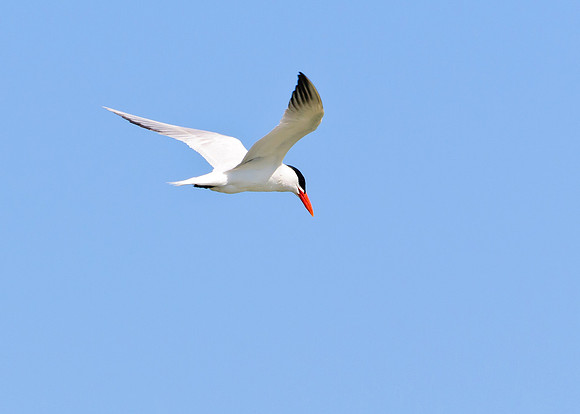 Caspian Tern