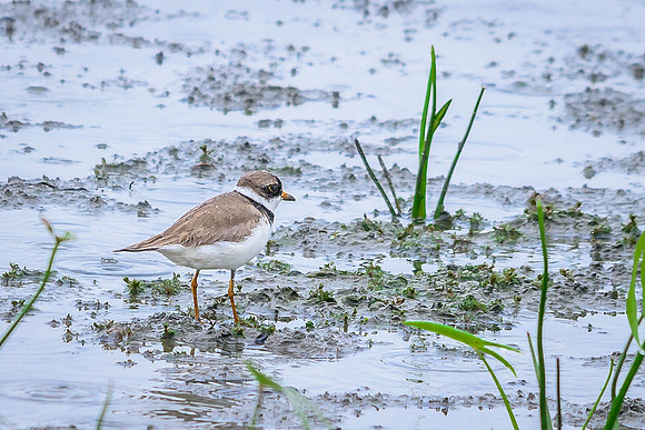 Semipalmated Plover