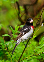 Rose-breasted Grosbeak