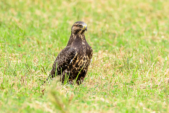 Swainson's Hawk