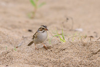 Clay-Colored Sparrow