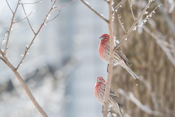 House Finch