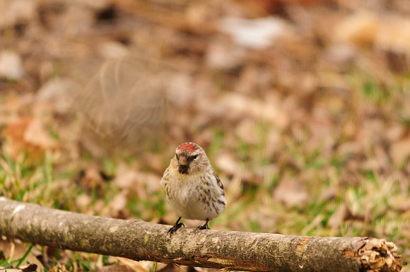 Female Hoary Redpoll Larue Ohio