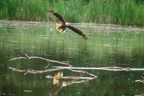 Bald Eagle