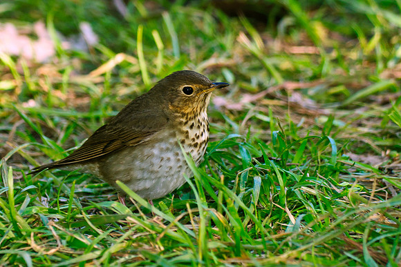 Swainson's Thrush; Magee Marsh, Lake Erie, Ohio