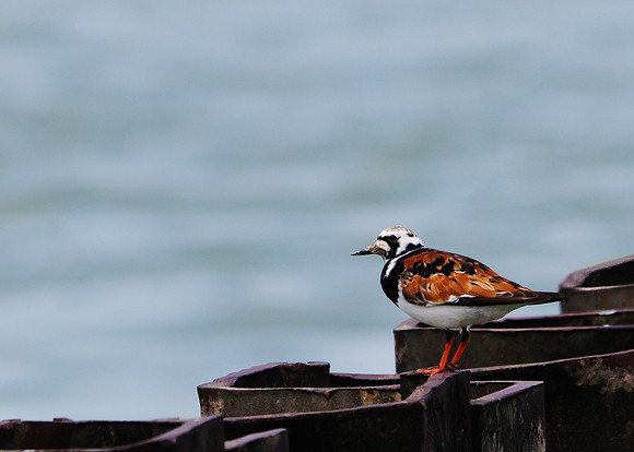 Ruddy Turnstone ; Magee Marsh, Lake Erie OH