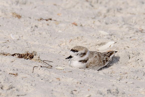 Snowy Plover
