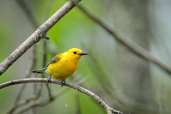 Prothonotary Warbler