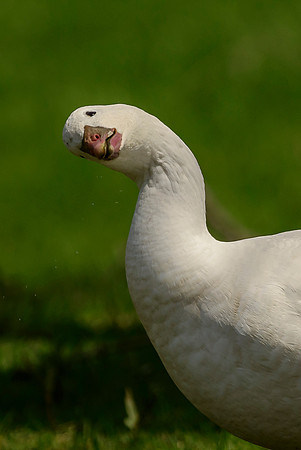 Ross's Goose